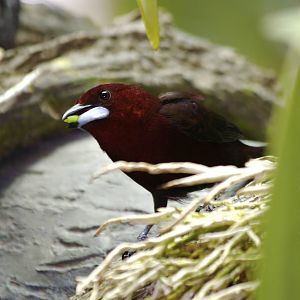 CAS Biosphere Photos- Tanagers, etc