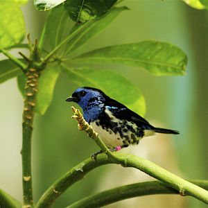 CAS Biosphere Photos- Tanagers, etc