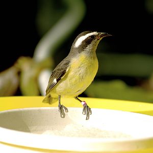 CAS Biosphere Photos- Tanagers, etc