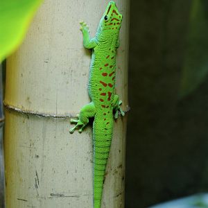 CAS Biosphere Photos- Tanagers, etc