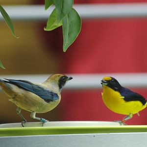 CAS Biosphere Photos- Tanagers, etc