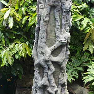 CAS Biosphere Photos- Tanagers, etc