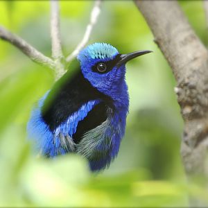 CAS Biosphere Photos- Tanagers, etc