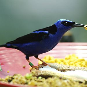 CAS Biosphere Photos- Tanagers, etc
