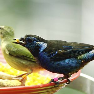 CAS Biosphere Photos- Tanagers, etc