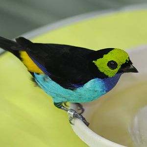 CAS Biosphere Photos- Tanagers, etc