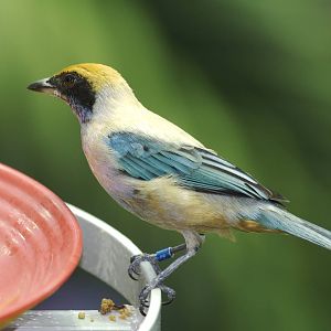 CAS Biosphere Photos- Tanagers, etc