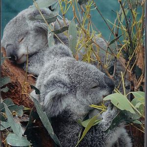 koala  joeys sydney wildlife world