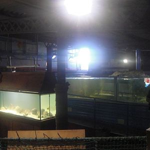 SeaQuarium Clacton Pier