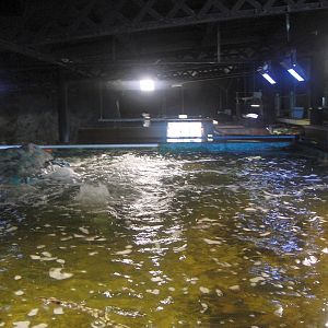 SeaQuarium Clacton Pier