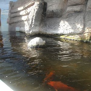 SeaQuarium Clacton Pier