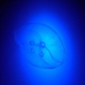 Moon Jellyfish at Blue Reef Bristol 19/12/09