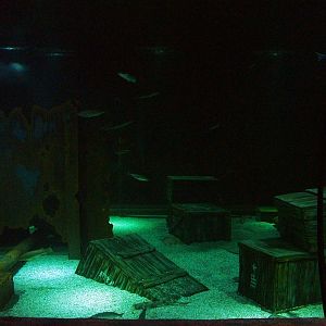 Native marine display at Blue Reef Bristol 19/12/09