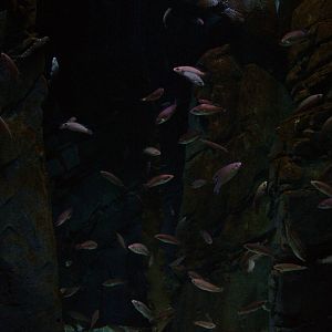 Goldsinny and Corkwing Wrasse at Blue Reef Bristol 19/12/09