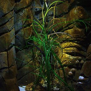 Pipefish tank at Blue Reef Bristol 19/12/09