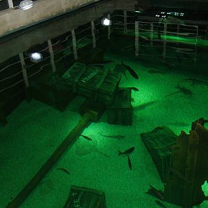 Overlooking the native marine display at Blue Reef Bristol 19/12/09