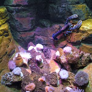 Invertebrate display at Blue Reef Bristol 19/12/09