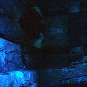 Chambered Nautilus at Blue Reef Bristol 19/12/09