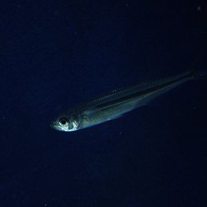 Sand Smelt at Blue Reef Bristol 19/12/09