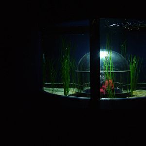 Big-bellied Seahorse exhibit at Blue Reef Bristol 19/12/09