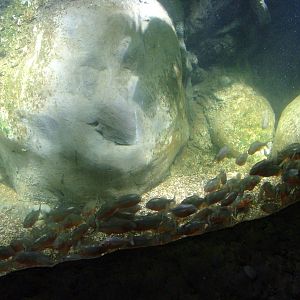 Red-bellied Piranha at Blue Reef Bristol 19/12/09