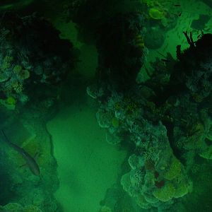 Overlooking the main shark tank at Blue Reef Bristol 19/12/09