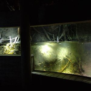 Brackish display at Blue Reef Bristol 19/12/09