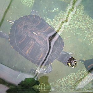 Landscaped area at Blue Reef Bristol 19/12/09