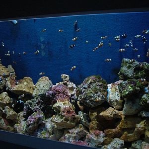 Common Clownfish at Blue Reef Bristol 19/12/09