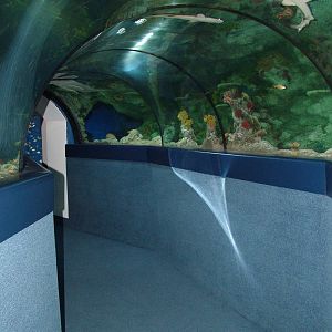 Shark tunnel at Blue Reef Bristol 19/12/09