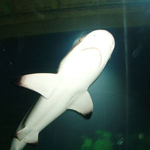 Black-tipped Reef Shark at Blue Reef Bristol 19/12/09