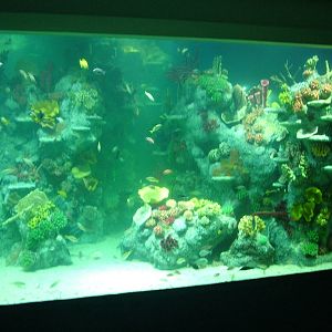 Main tropical shark tank at Blue Reef Bristol 19/12/09