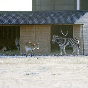 African Plains in the snow
