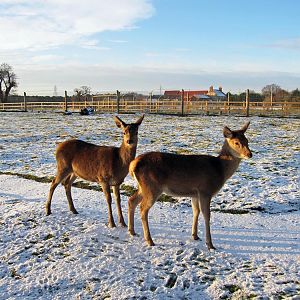 Red deer