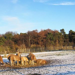 Guanaco - with Hunting Dogs watching through the fence at the back