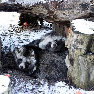 Raccoon Dogs