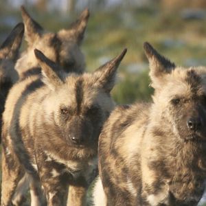 Painted Hunting Dogs