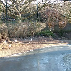 Frozen European wetland bird exhibit at Bristol 19/12/09