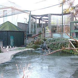Frozen European wetland bird exhibit at Bristol 19/12/09