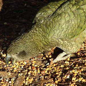 Kea at Bristol 19/12/09