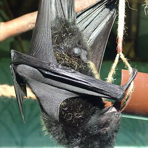 Livingstone's Fruit Bat at Bristol 19/12/09