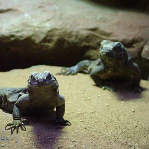 Western Chuckwalla at Bristol 19/12/09