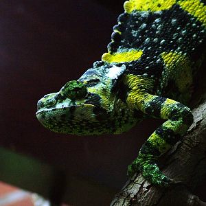 Meller's Chamaeleon at Bristol 19/12/09