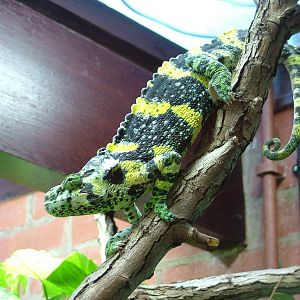 Meller's Chamaeleon at Bristol 19/12/09