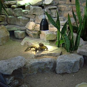 Egyptian Uromastyx and Egyptian Tortoises at Bristol 19/12/09