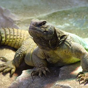 Egyptian Uromastyx at Bristol 19/12/09