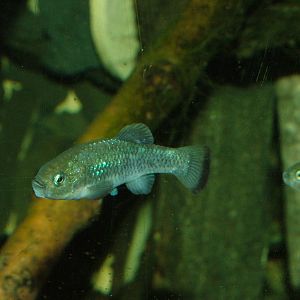 Potosi Pupfish at Bristol 19/12/09