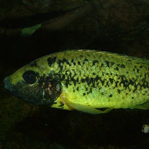 Barombi Mbo Cichlid at Bristol 19/12/09