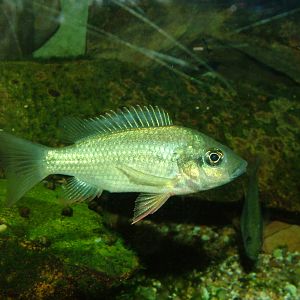 Leka Keppe Cichlid at Bristol 19/12/09
