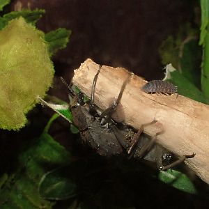 Fregate Beetles at Bristol 19/12/09